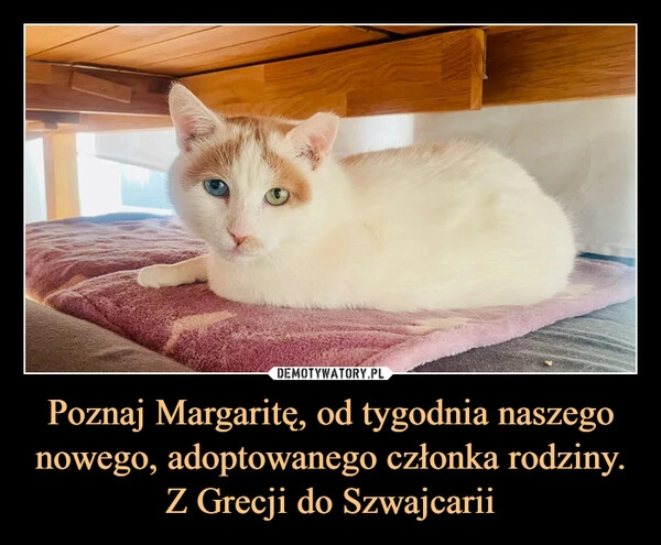 
    Poznaj Margaritę, od tygodnia naszego nowego, adoptowanego członka rodziny. Z Grecji do Szwajcarii