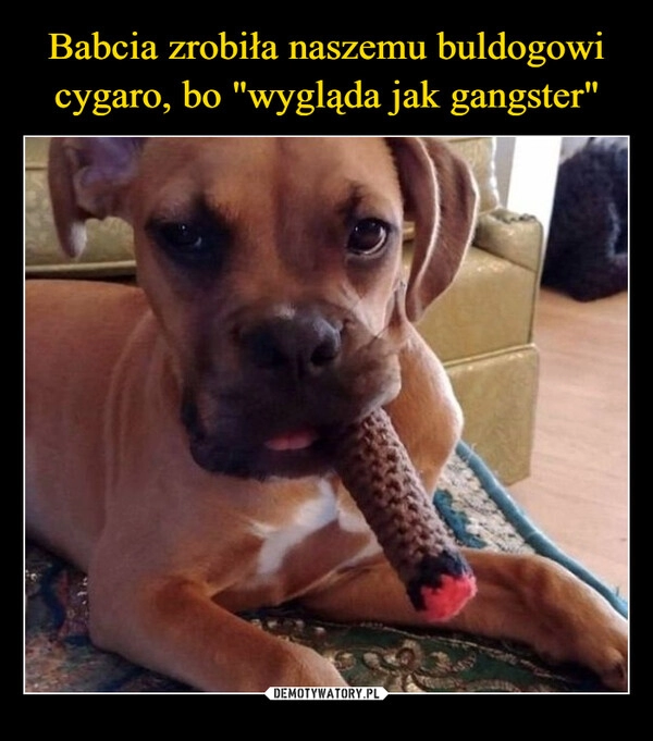 
    Babcia zrobiła naszemu buldogowi cygaro, bo "wygląda jak gangster"