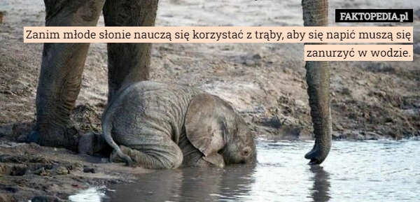 
    Zanim młode słonie nauczą się korzystać z trąby, aby się napić muszą się