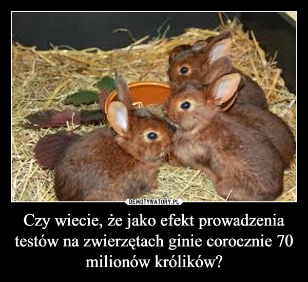 
    Czy wiecie, że jako efekt prowadzenia testów na zwierzętach ginie corocznie 70 milionów królików? 