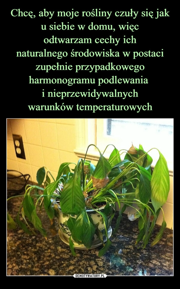 
    Chcę, aby moje rośliny czuły się jak u siebie w domu, więc
odtwarzam cechy ich
naturalnego środowiska w postaci
zupełnie przypadkowego
harmonogramu podlewania 
i nieprzewidywalnych
warunków temperaturowych