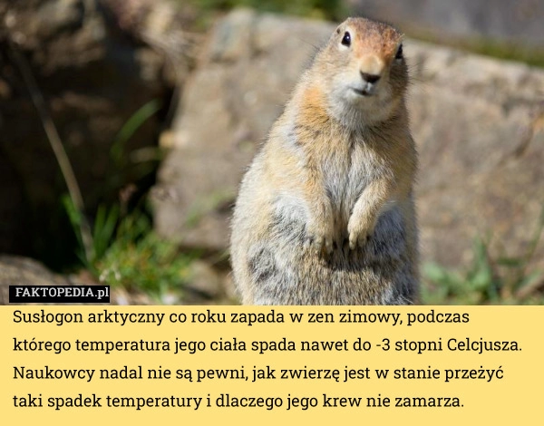 
    Susłogon arktyczny co roku zapada w zen zimowy, podczas którego temperatura