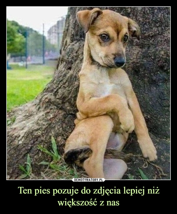 
    Ten pies pozuje do zdjęcia lepiej niż większość z nas