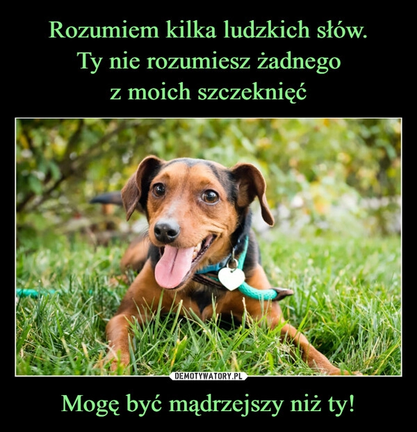 
    Rozumiem kilka ludzkich słów.
Ty nie rozumiesz żadnego
z moich szczeknięć Mogę być mądrzejszy niż ty!