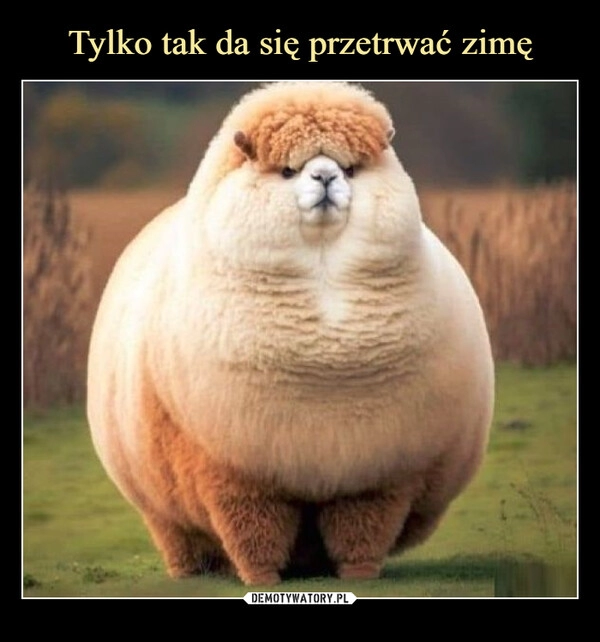 
    Tylko tak da się przetrwać zimę