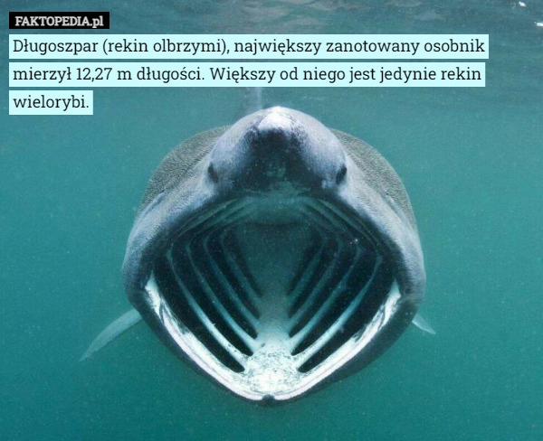 
    Długoszpar (rekin olbrzymi), największy zanotowany osobnik mierzył 12,27