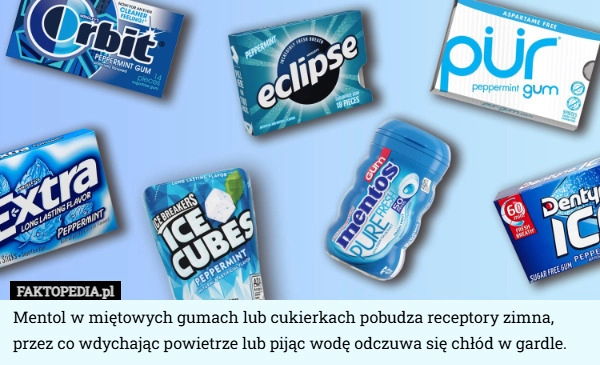 
    Mentol w miętowych gumach lub cukierkach pobudza receptory zimna, przez
