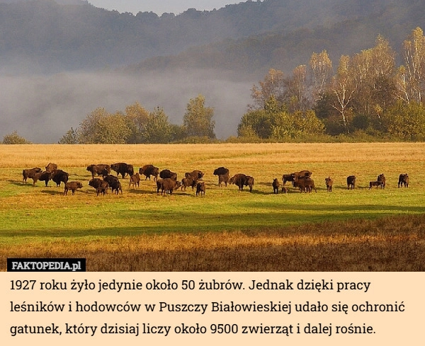 
    1927 roku żyło jedynie około 50 żubrów. Jednak dzięki pracy leśników i hodowców