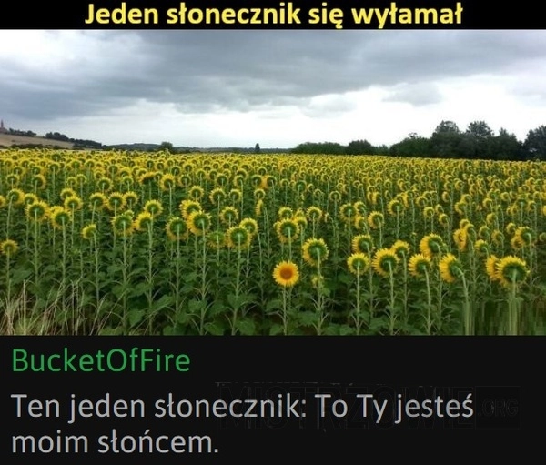 
    Słonecznik