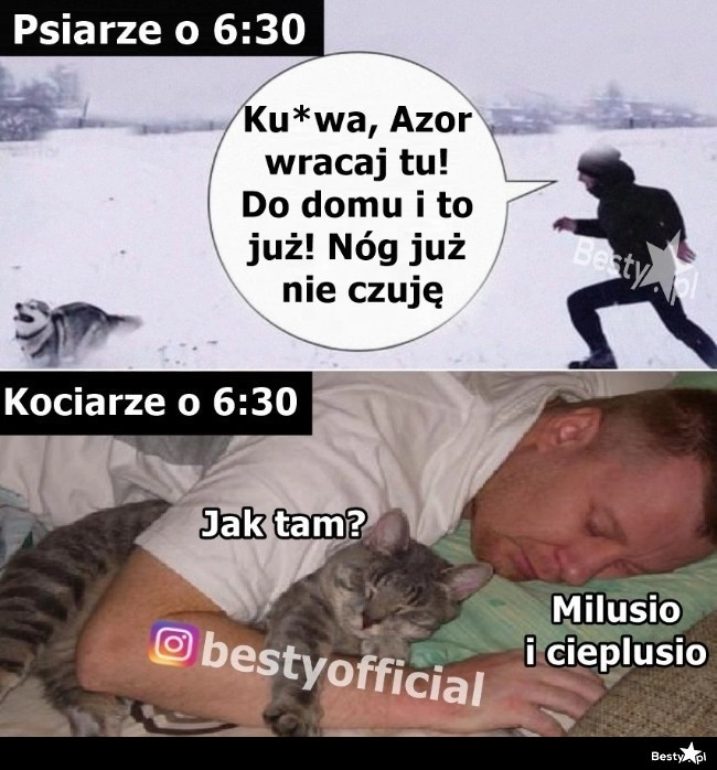 
    Psiarze vs. Kociarze 