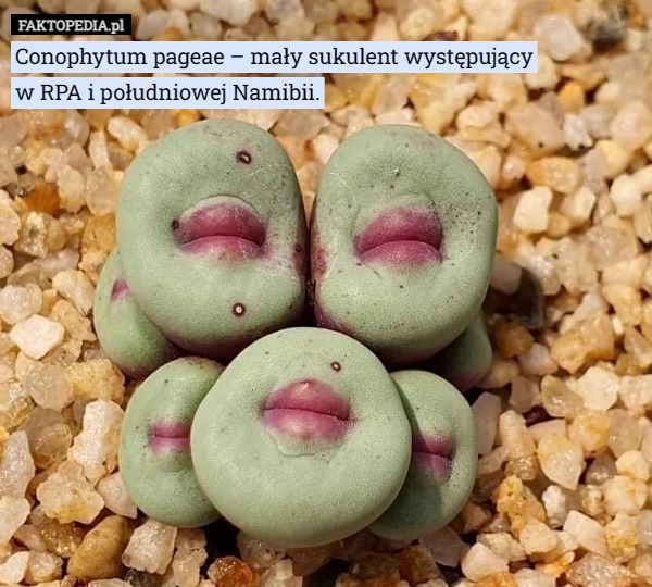 
    Conophytum pageae – mały sukulent występujący w RPA i południowej Namibii.