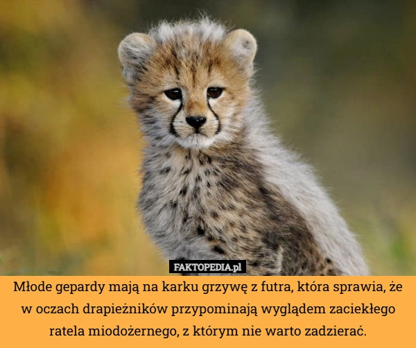 
    Młode gepardy mają na karku grzywę z futra, która sprawia, że w oczach drapieżników