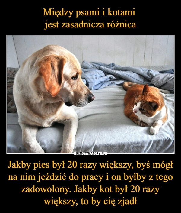 
    Między psami i kotami 
jest zasadnicza różnica Jakby pies był 20 razy większy, byś mógł na nim jeździć do pracy i on byłby z tego zadowolony. Jakby kot był 20 razy większy, to by cię zjadł