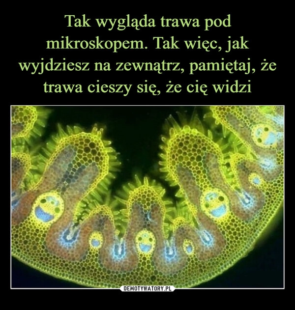 
    Tak wygląda trawa pod mikroskopem. Tak więc, jak wyjdziesz na zewnątrz, pamiętaj, że trawa cieszy się, że cię widzi