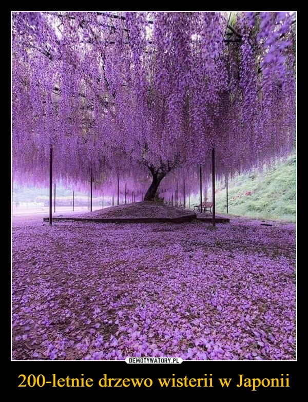 
    200-letnie drzewo wisterii w Japonii