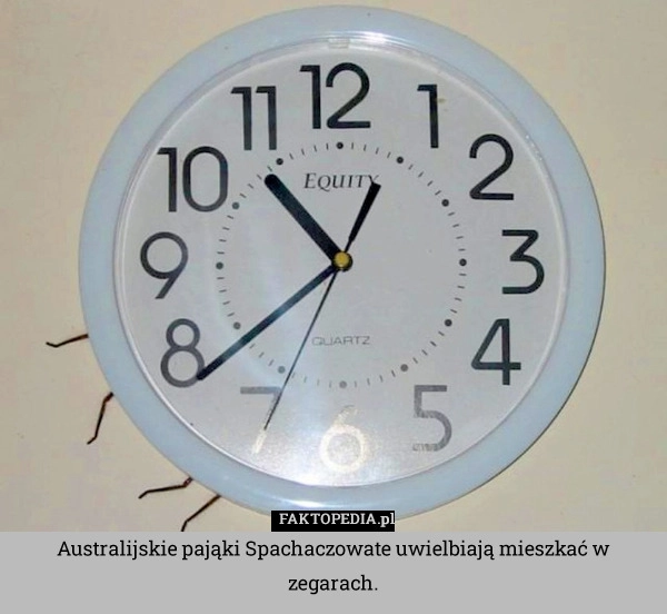 
    Australijskie pająki Spachaczowate uwielbiają mieszkać w zegarach.