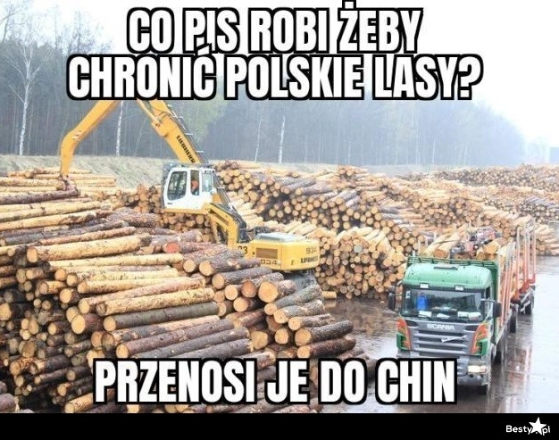 
    Polskie lasy 