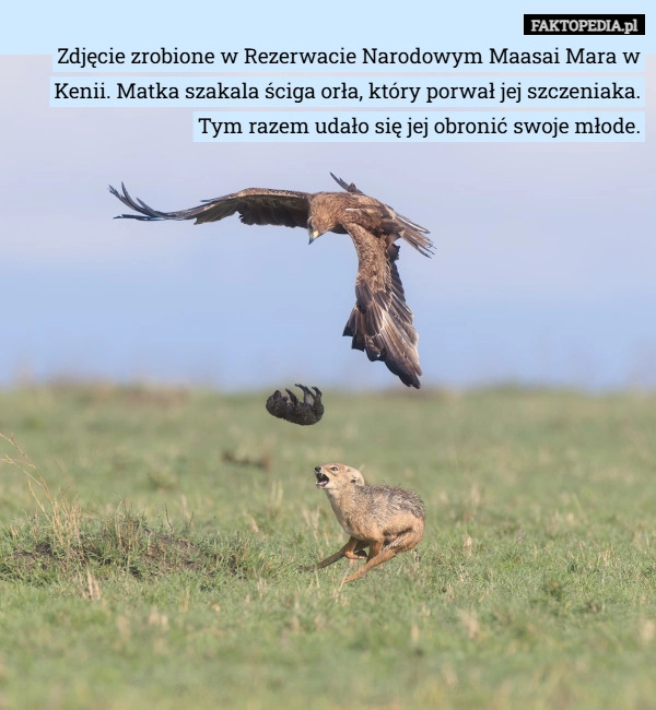 
    Zdjęcie zrobione w Rezerwacie Narodowym Maasai Mara w Kenii. Matka szakala