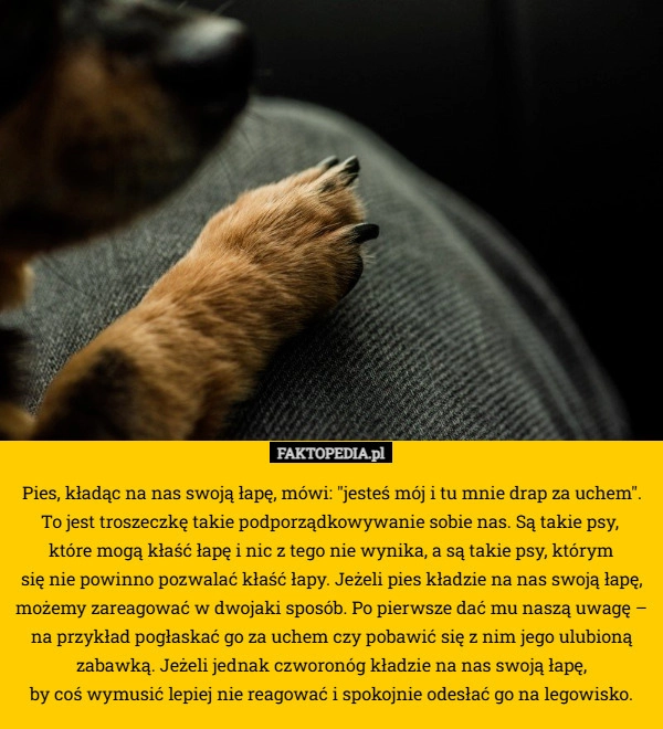 
     Pies, kładąc na nas swoją łapę, mówi: "jesteś mój i tu mnie drap za