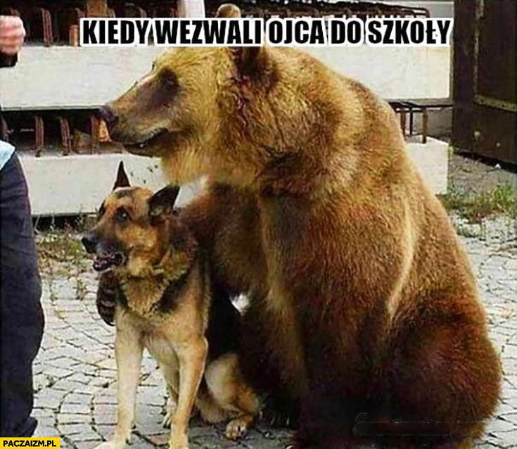 
    Kiedy wezwali ojca do szkoły niedźwiedź z psem