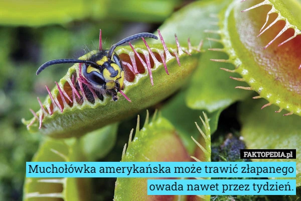 
    Muchołówka amerykańska może trawić złapanego owada nawet przez tydzień.