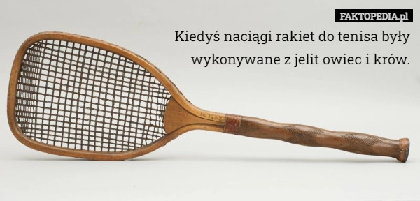 
    
			Kiedyś naciągi rakiet do tenisa były wykonywane z jelit owiec...					