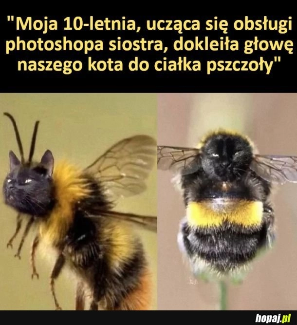 
    Kotopszczoła