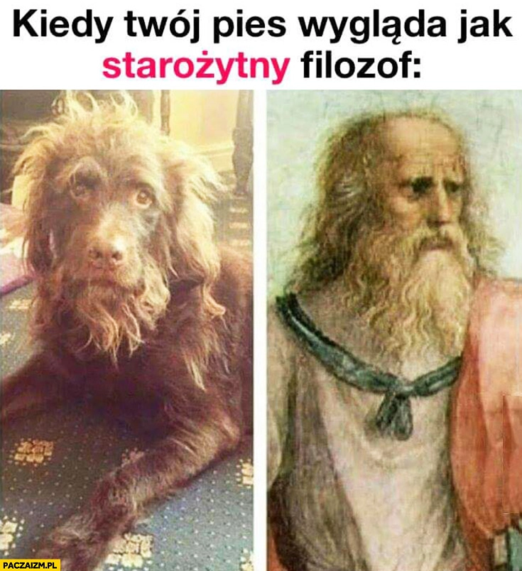 
    Kiedy Twój pies wygląda jak starożytny filozof