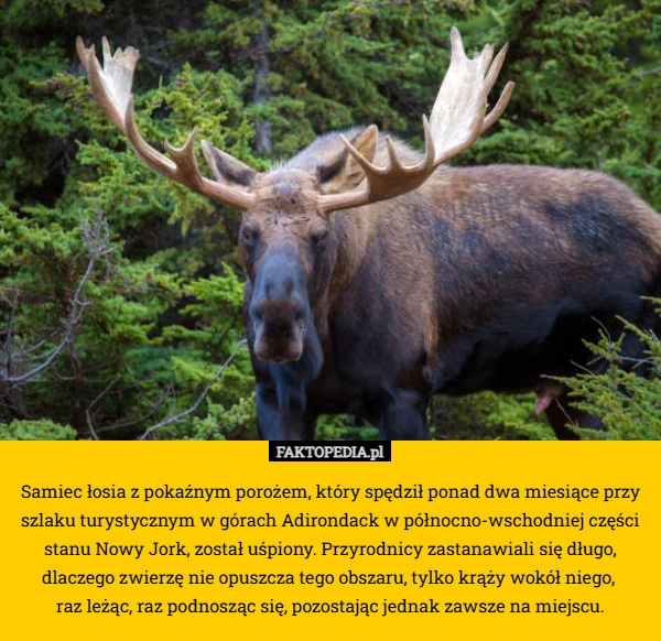 
    Samiec łosia z pokaźnym porożem, który spędził ponad dwa miesiące przy szlaku