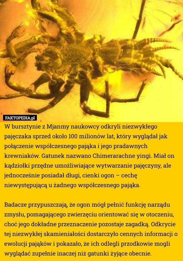 
    W bursztynie z Mjanmy naukowcy odkryli niezwykłego pajęczaka sprzed około
