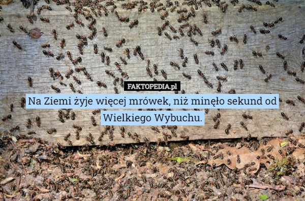 
    Na Ziemi żyje więcej mrówek, niż minęło sekund od Wielkiego Wybuchu.