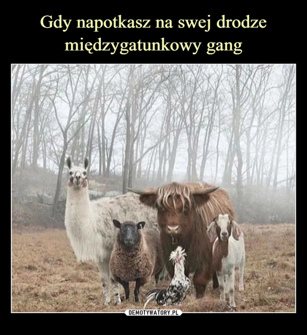 
    Gdy napotkasz na swej drodze międzygatunkowy gang