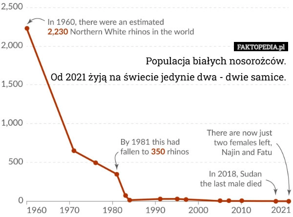 
    Populacja białych nosorożców.Od 2021 żyją na świecie jedynie dwa - dwie