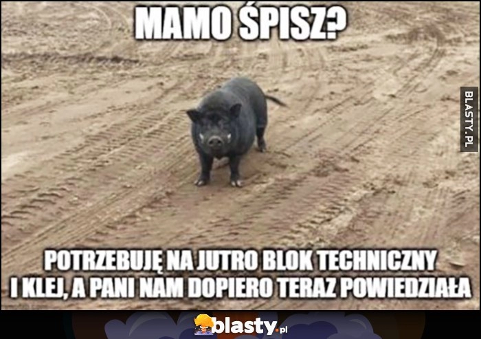 
    Mamo śpisz? Potrzebuję na jutro blok techniczny i klej, a pani nam dopiero teraz powiedziała świnia dzik knur