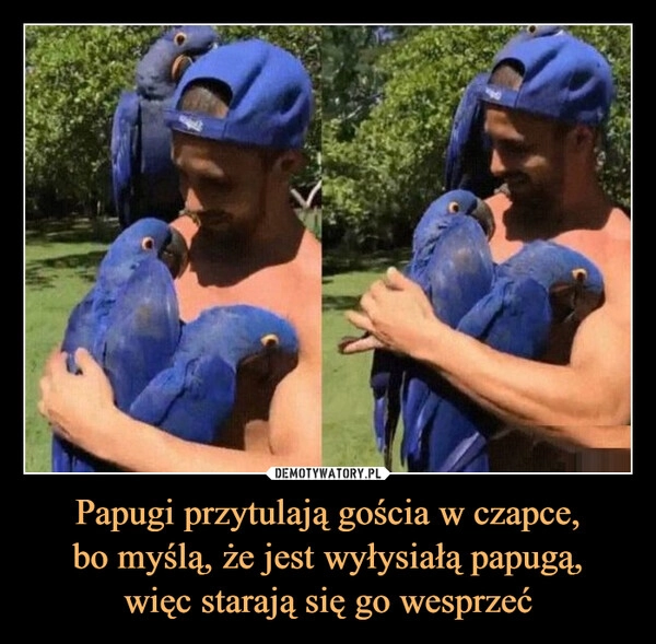 
    Papugi przytulają gościa w czapce,
bo myślą, że jest wyłysiałą papugą,
więc starają się go wesprzeć