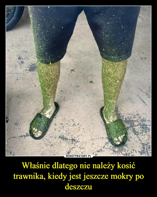 
    Właśnie dlatego nie należy kosić trawnika, kiedy jest jeszcze mokry po deszczu