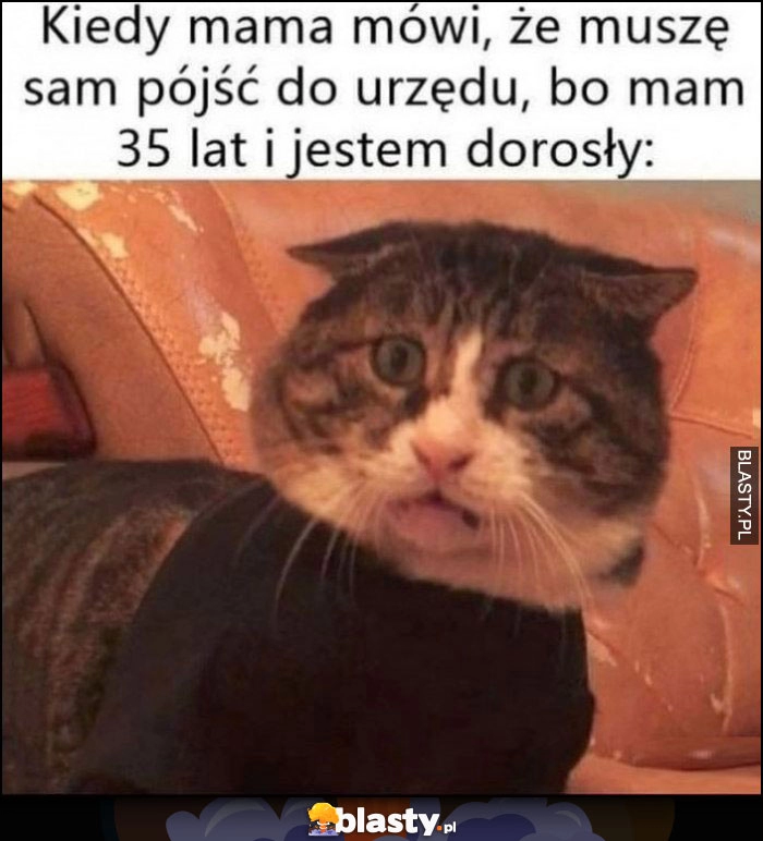 
    Kiedy mama mówi, że muszę sam pójść do urzędu, bo mam 35 lat i jestem dorosły zdziwiony kot