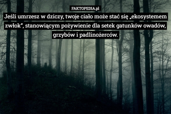 
    Jeśli umrzesz w dziczy, twoje ciało może stać się „ekosystemem zwłok”, stanowiącym