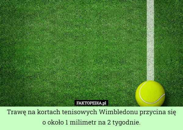 
    Trawę na kortach tenisowych Wimbledonu przycina się o około 1 milimetr na