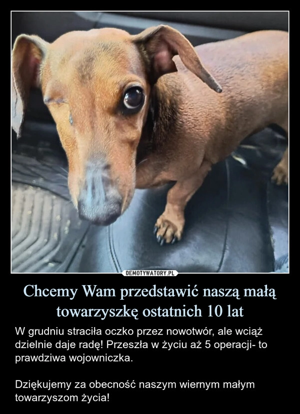 
    Chcemy Wam przedstawić naszą małą towarzyszkę ostatnich 10 lat
