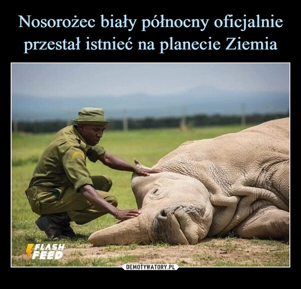 
    Nosorożec biały północny oficjalnie przestał istnieć na planecie Ziemia