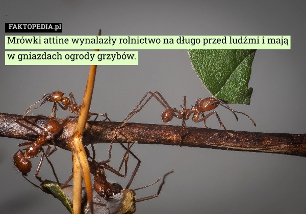 
    Mrówki attine wynalazły rolnictwo na długo przed ludźmi i mają w gniazdach