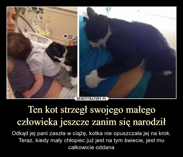 
    Ten kot strzegł swojego małego człowieka jeszcze zanim się narodził