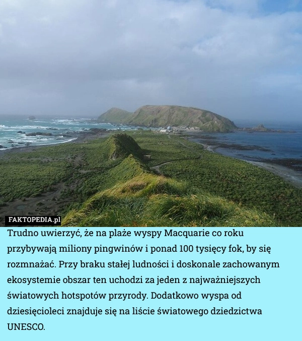 
    Trudno uwierzyć, że na plaże wyspy Macquarie co roku przybywają miliony