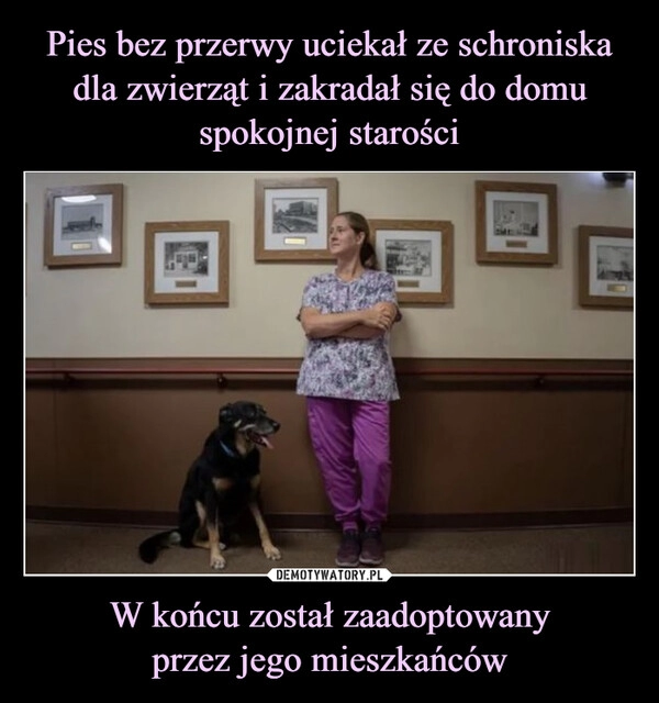 
    Pies bez przerwy uciekał ze schroniska dla zwierząt i zakradał się do domu spokojnej starości W końcu został zaadoptowany
przez jego mieszkańców