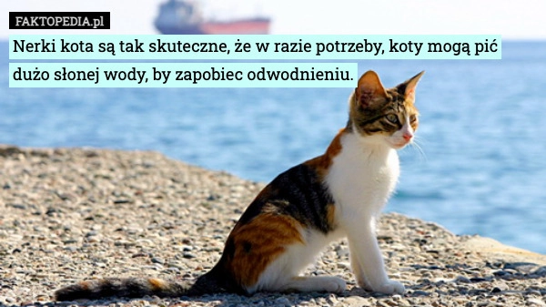 
    Nerki kota są tak skuteczne, że w razie potrzeby, koty mogą pić dużo słonej