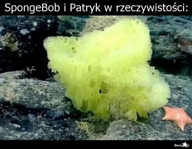 
    SpongeBob i Patryk 