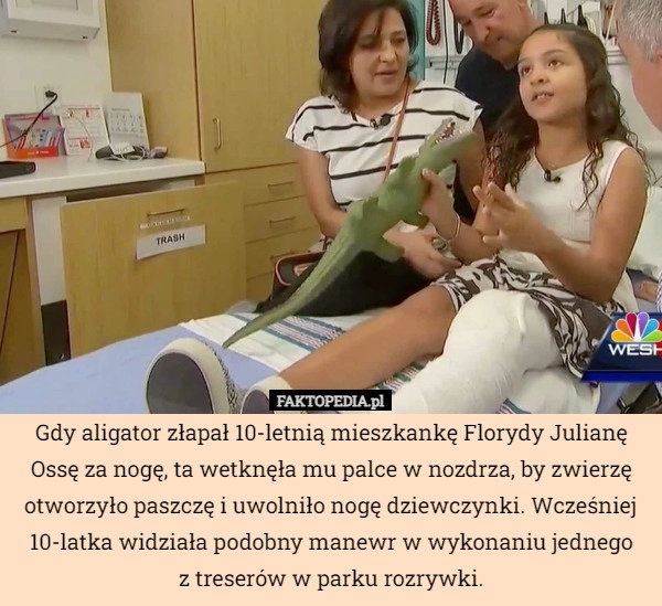 
    Gdy aligator złapał 10-letnią mieszkankę Florydy Julianę Ossę za nogę, ta