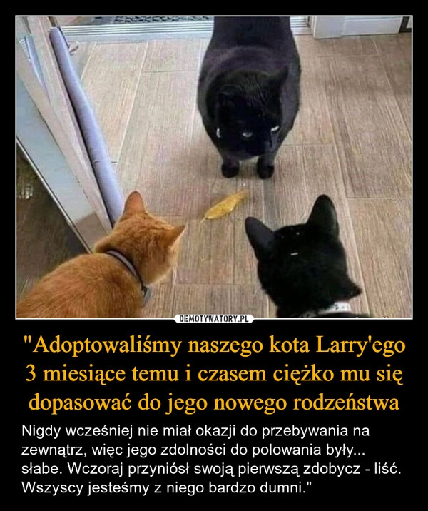 
    "Adoptowaliśmy naszego kota Larry'ego 3 miesiące temu i czasem ciężko mu się dopasować do jego nowego rodzeństwa