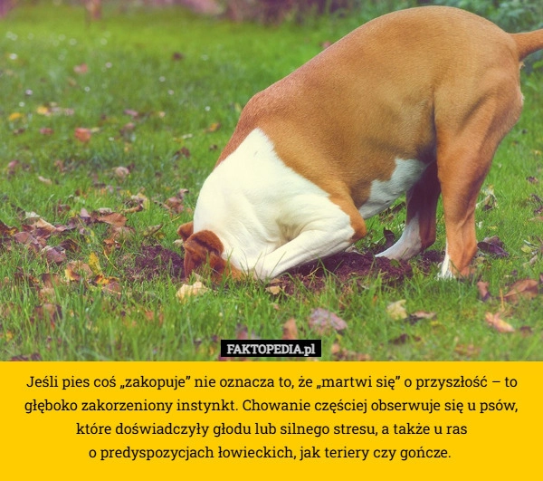 
    Jeśli pies coś „zakopuje” nie oznacza to, że „martwi się” o przyszłość –
